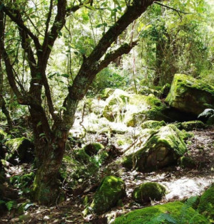 moss covered rocks and dappled shade on a section of the tarra valley ...