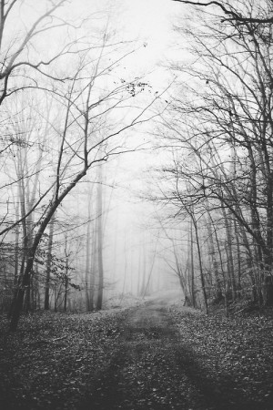 ... Black and White lonely trees forest autumn b&w path Wood fog foggy