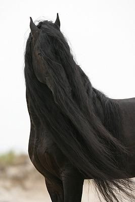 ... beauty, if it is your will! ....Friesian horse black stallion dressage