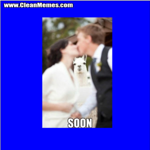 clean funny images clean memes june 3 2014 soon llama