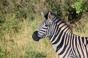 South Africa, Wild, Nature, Wildlife, Animals, Zebra