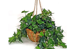 english ivy houseplant english ivy houseplant english ivy houseplant ...