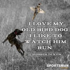 ... dogs dogs want on my boys labs dakota birds dogs dog quotes quotes