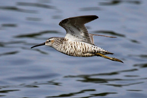 view original image )