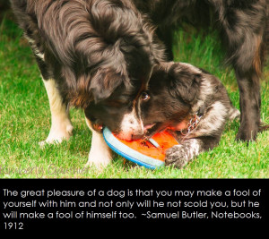 Dog Lovers, Dog Quotes, Pet Photography, Dog Photography, Pinterest