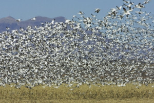 Socorro new mexico Angus Citizens Advice Bureau