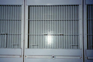 Canary Breeding Cage Fronts