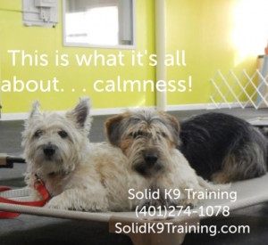 ... about... Calmness. Solid K9 Training (401)274-1078 solidk9training.com