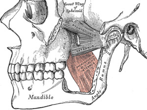Medial Pterygoid Muscle