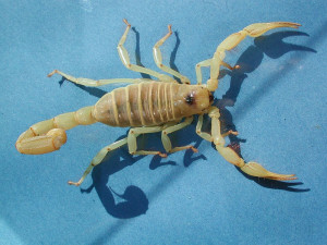 Captive Hairy Scorpion, 2003, Photo by Fritz Geller-Grimm. Wikimedia ...
