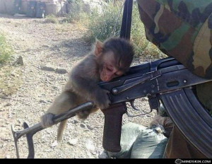 Cute Monkey With Ak-47