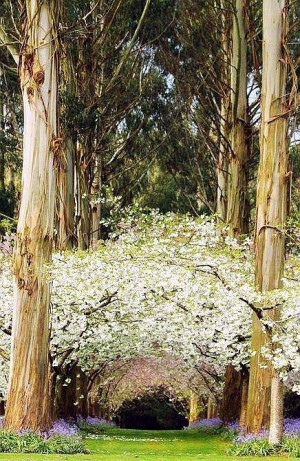 gosh i must see this some day secret gardens nature eucalyptus forests ...