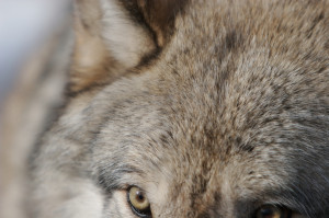 Amazing Quotes and Proverbs About Wolves