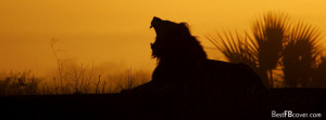 Lion Facebook Cover Twitter