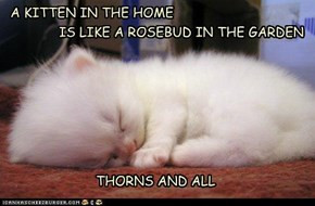 ... The Home Is Like A Rosebud In The Garden Thorns And All. ~ Cat Quotes