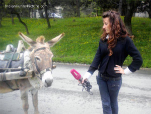 Funny Donkey News Reporter Interview Pictures for Facebook
