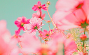 Bright pink flowers on a blue background