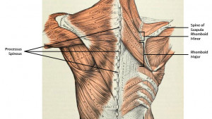rhomboid major muscle pain