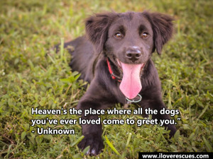10 Heartwarming Quotes About Dogs That Will Melt Your Heart