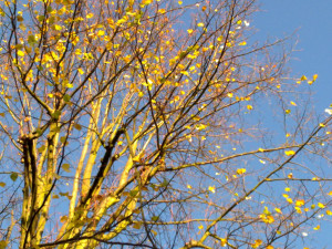 ... on this feast of all saints and among those saints we humbly believe