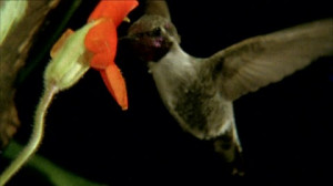 Spread Wings, Wing (Animal), Drinking, Flower, Flying (Flight), Eating ...