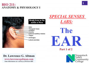 ear ear part 3 of 3 cochlea cross section homepage bio 211 human ...