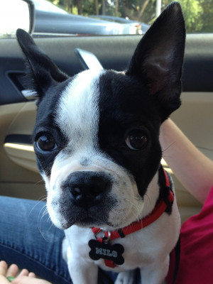 Related Pictures boston terrier puppy photo of boston terrier ace