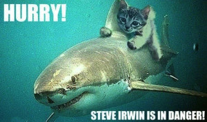 cat, ride, shark, steve, irwin, Too, late, Crikey