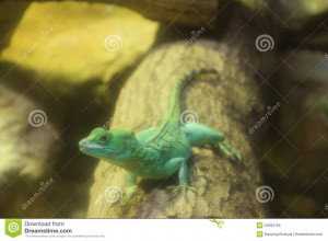 Close Green Basilisk Lizard
