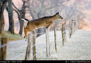 Deer Jumping Over Fence