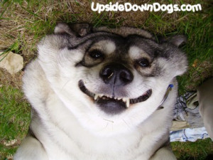 ... Elkhound dog breed from Seattle. Pic was submitted by Kathleen