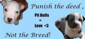 The more people I meet the more I love my pit bull.