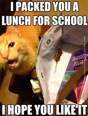 funny-cat-pics-lunch-for-school