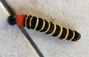 Owlet Caterpillar Singapore