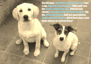 ... x8282 added 2 years ago tags quotes dog playing love dog quote sweet