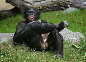 Filed Under: Exotic Animals Tagged Under: Exotic , Monkey