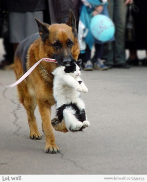 Puppies, Friends, Funny Dogs, Animals Planets, Dogs Cat, Pets, Police ...