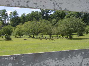 Canadien Geese enjoying the Shaker's Apple Orchard. If you visit, make ...