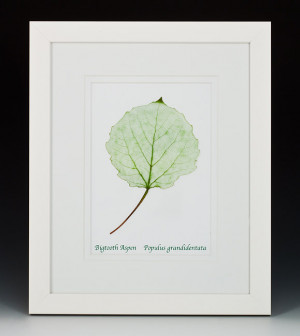 Aspen Leaf Bigtooth Withit