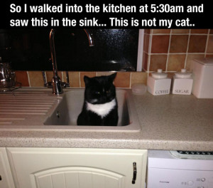 21 Funny Animal Pictures To Help You Get Through Monday