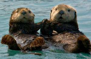 Related Pictures sea otters hold hands when they sleep so they don t ...