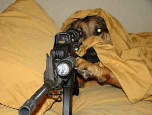 Funny Animals With Guns Shooting Wallpapers 2013
