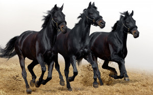 Black Horses Wallpapers Pictures Photos Images