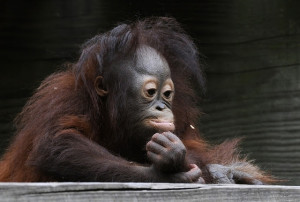 cute baby orangutan, baby orangutan pictures, cute baby animals ...
