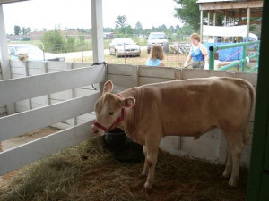 The Steer, Veal, Goat, and Lamb Barn