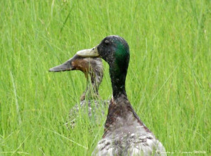 Photo: Mallard Ducks at Parker River National Wildlife Refuge ~ c ...