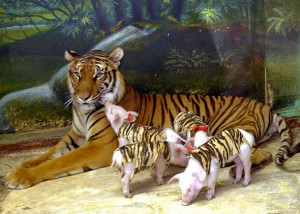 Tourists watch a tigress with piglets at the Sri Racha tiger zoo, in ...