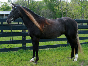 Gaited Mountain Horses for Sale