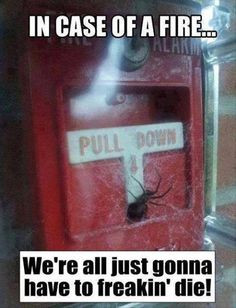 Funny Spider Sayings