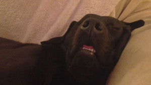 Funny Labrador Eats In His Sleep! Hilarious Lab Video!